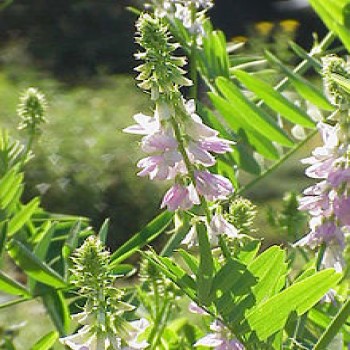 Galega (Galega Officinalis)